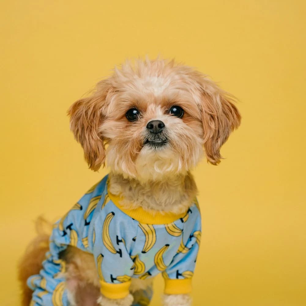 Muz Desenli Köpek Pijaması