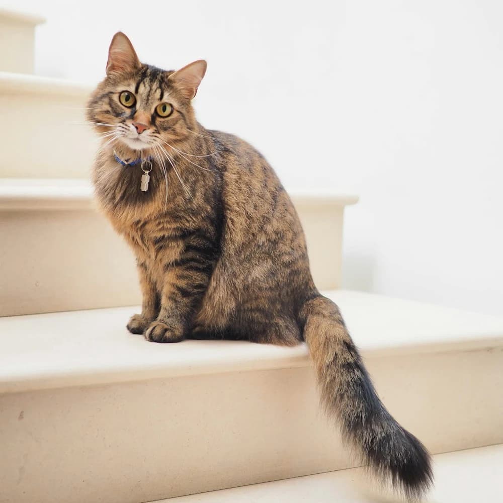 Lavanta Kokulu Bentonit Kedi Kumu