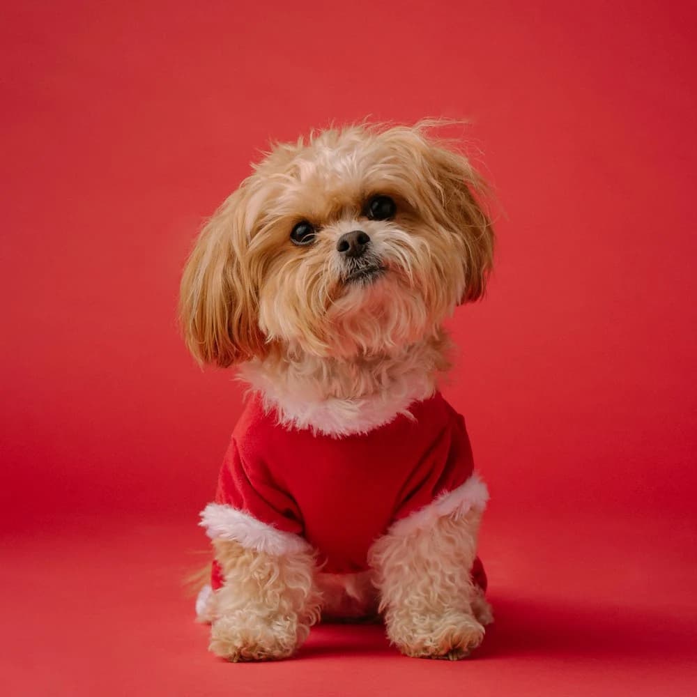 Kırmızı Köpek Kazağı