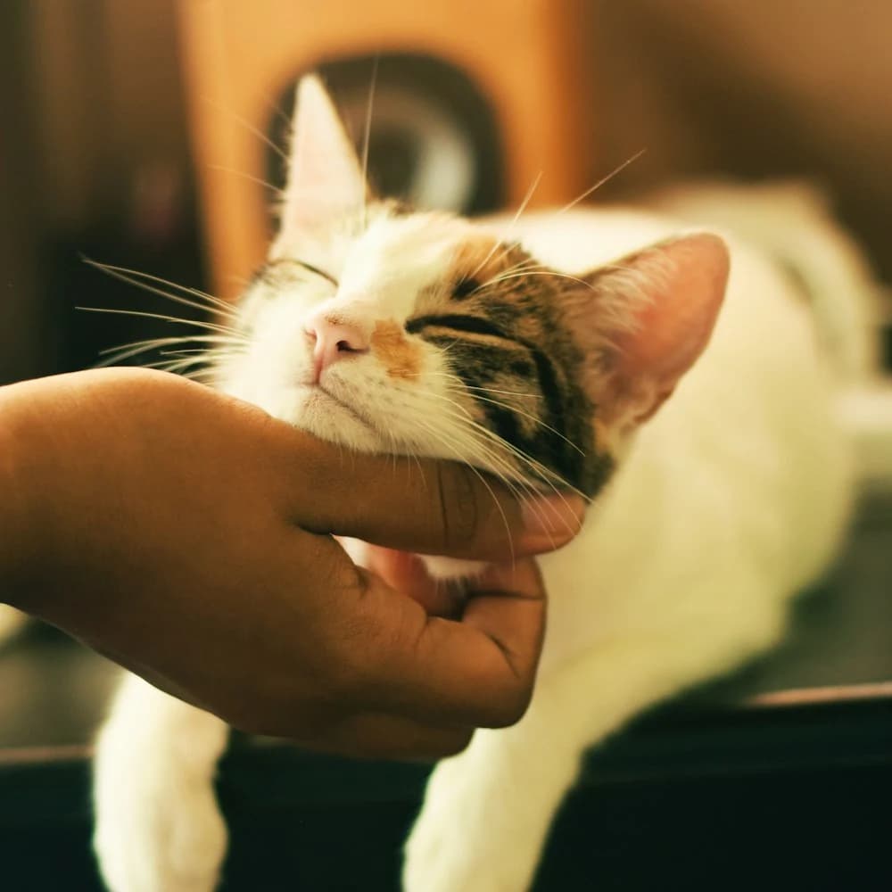 Kedi Tüy Toplama Eldiveni