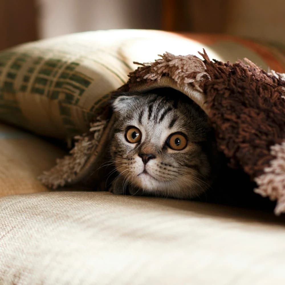 Peluş Kedi Yatağı