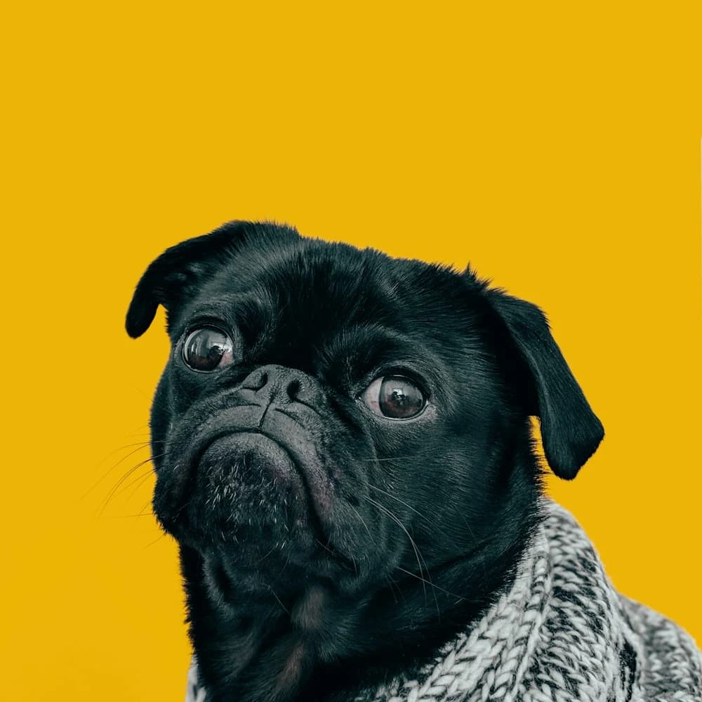Örgü Köpek Atkısı