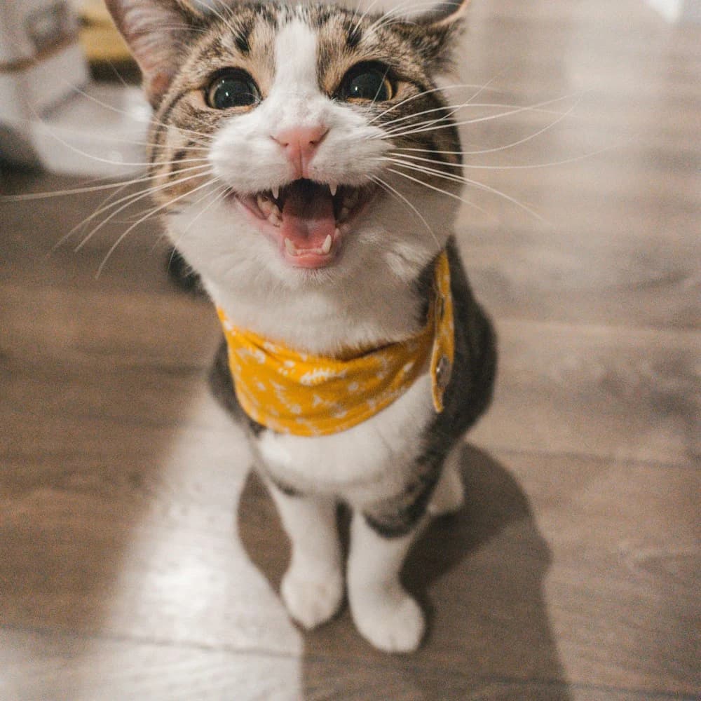 Hardal Sarısı Kedi Bandanası