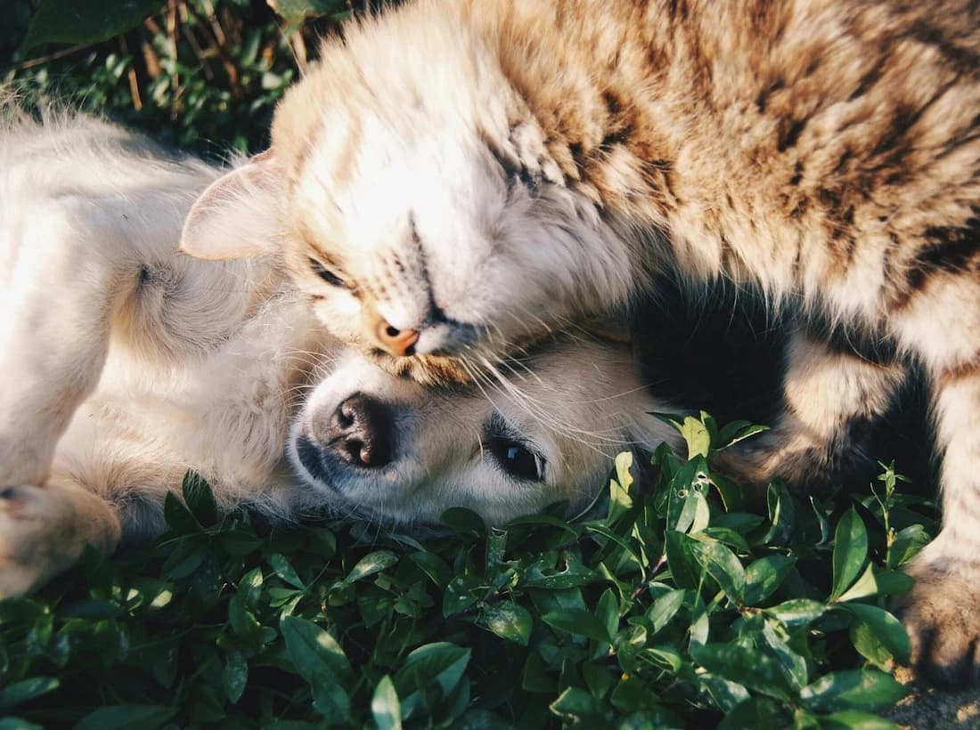Birlikte uyuyan kedi ve köpek