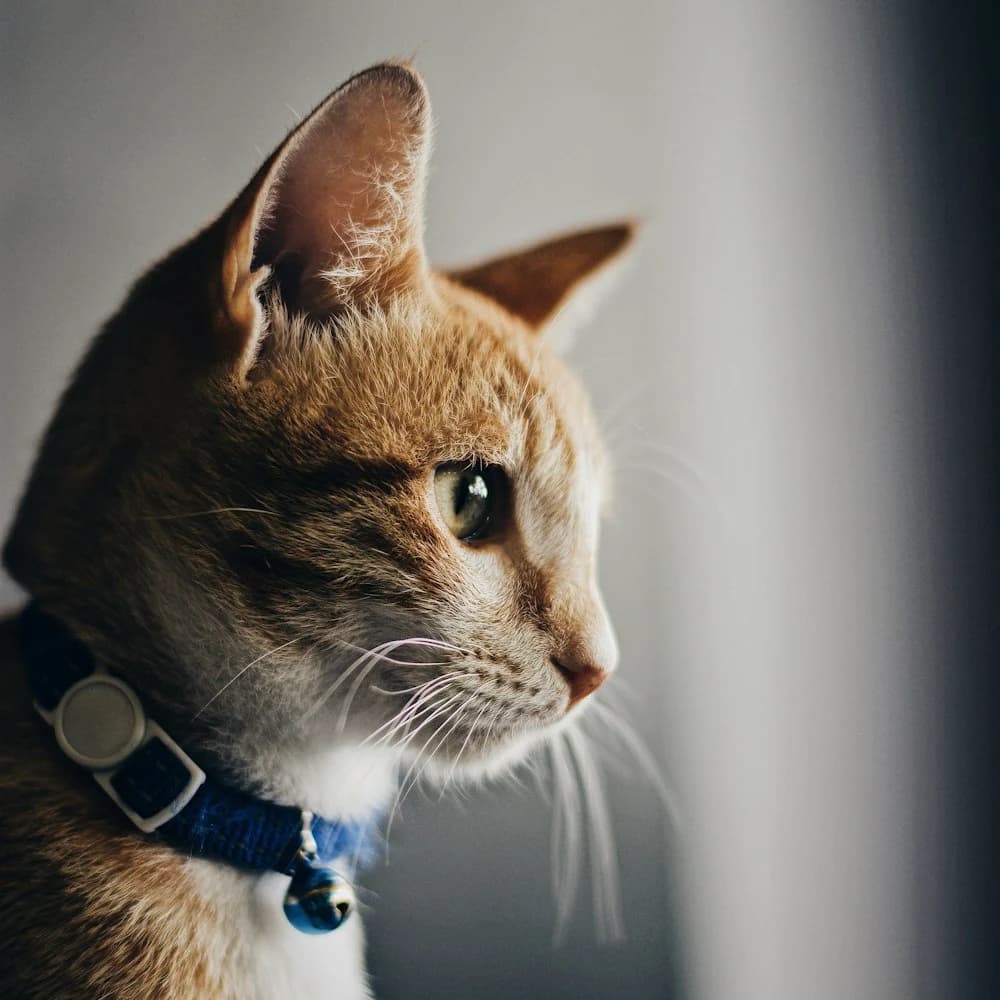 Çıngıraklı Ayarlanabilir Kedi Tasması