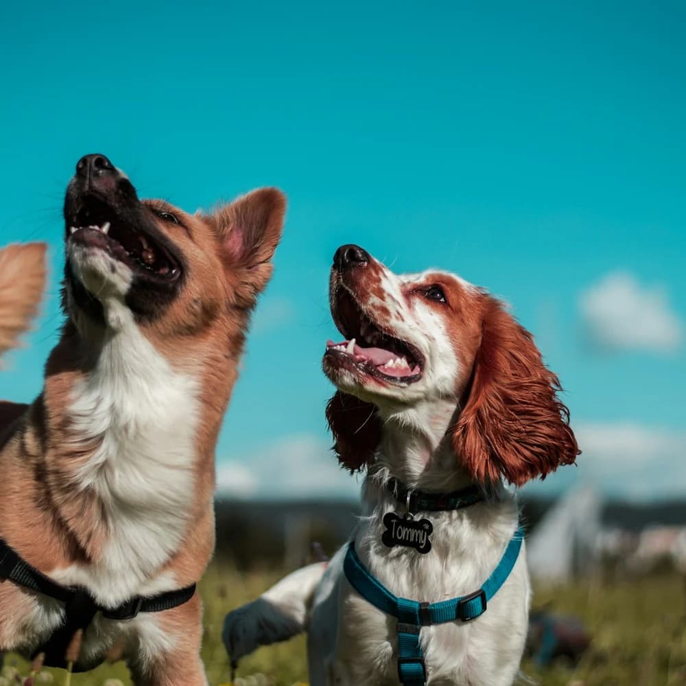 Ayarlanabilir Köpek Göğüs Tasması