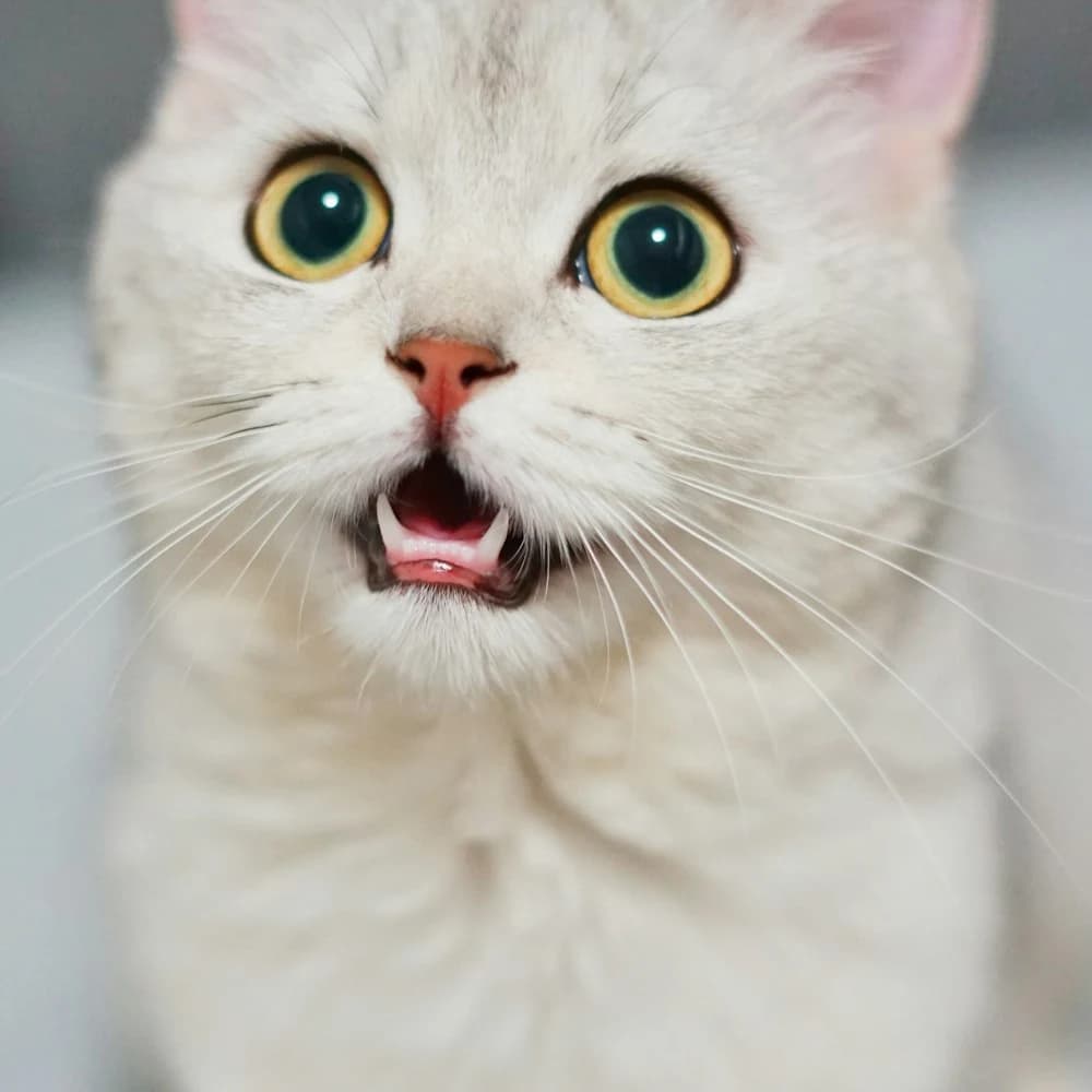 Hareketli Işıklı Kedi Topu