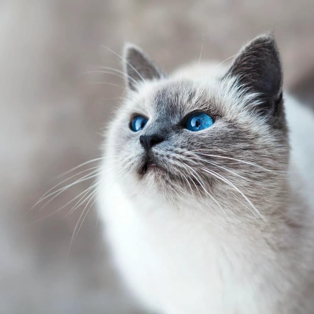 Silika Kristal Kedi Kumu 7,6 L