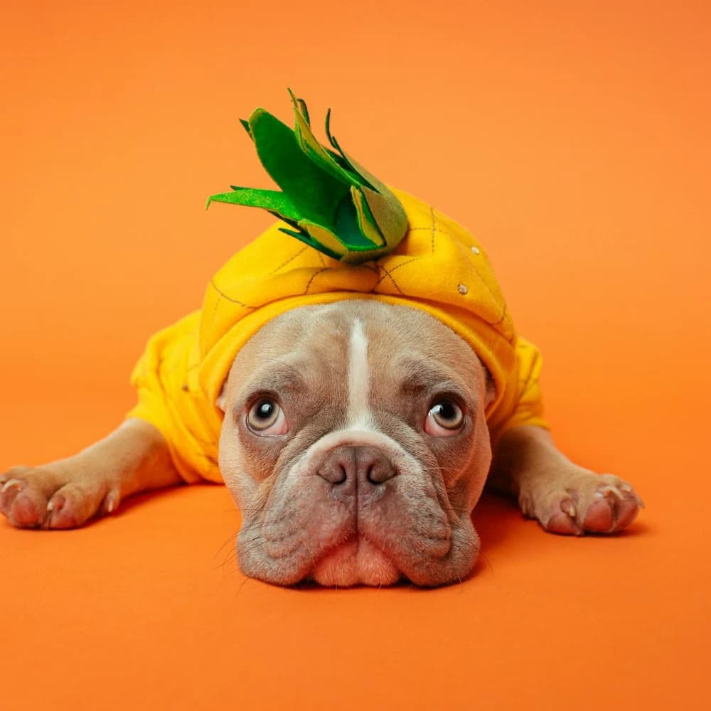 Ananas Kostümü