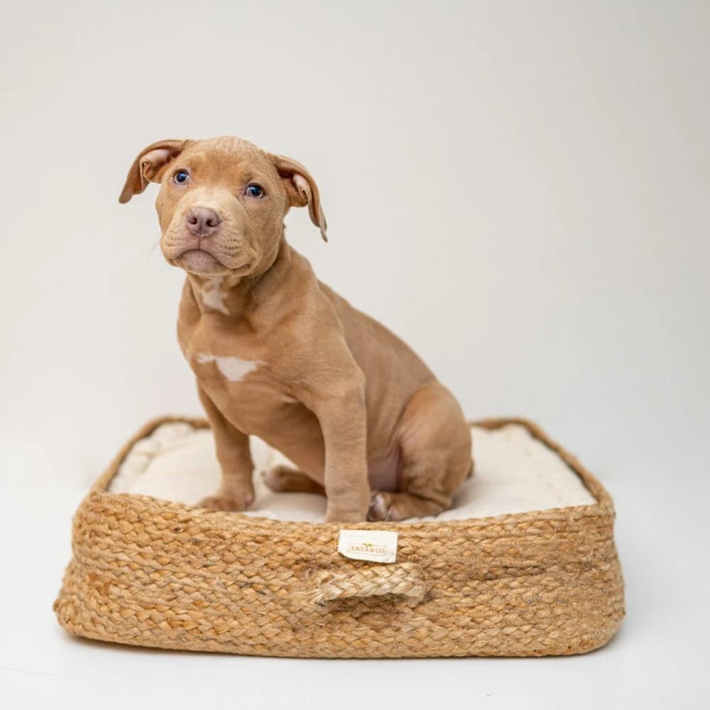 Hasır Köpek Sepeti