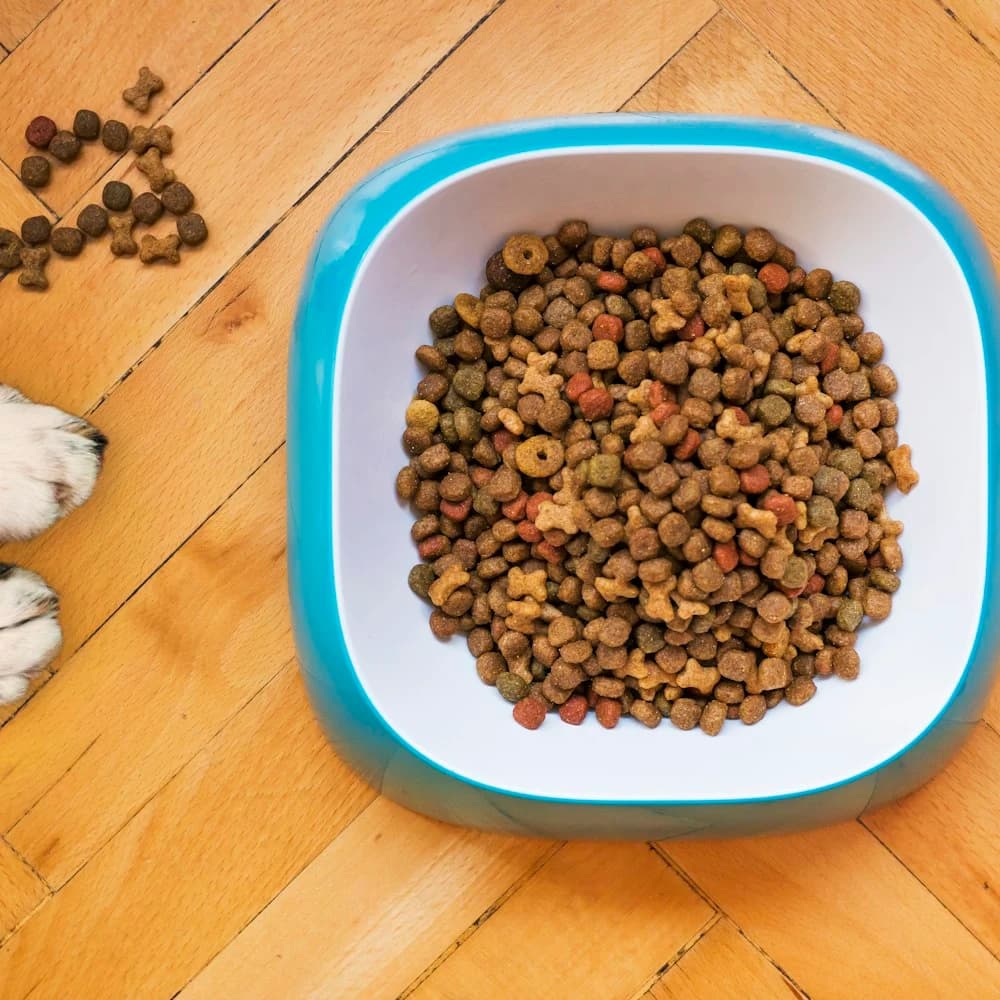 Tahılsız Somonlu Köpek Maması