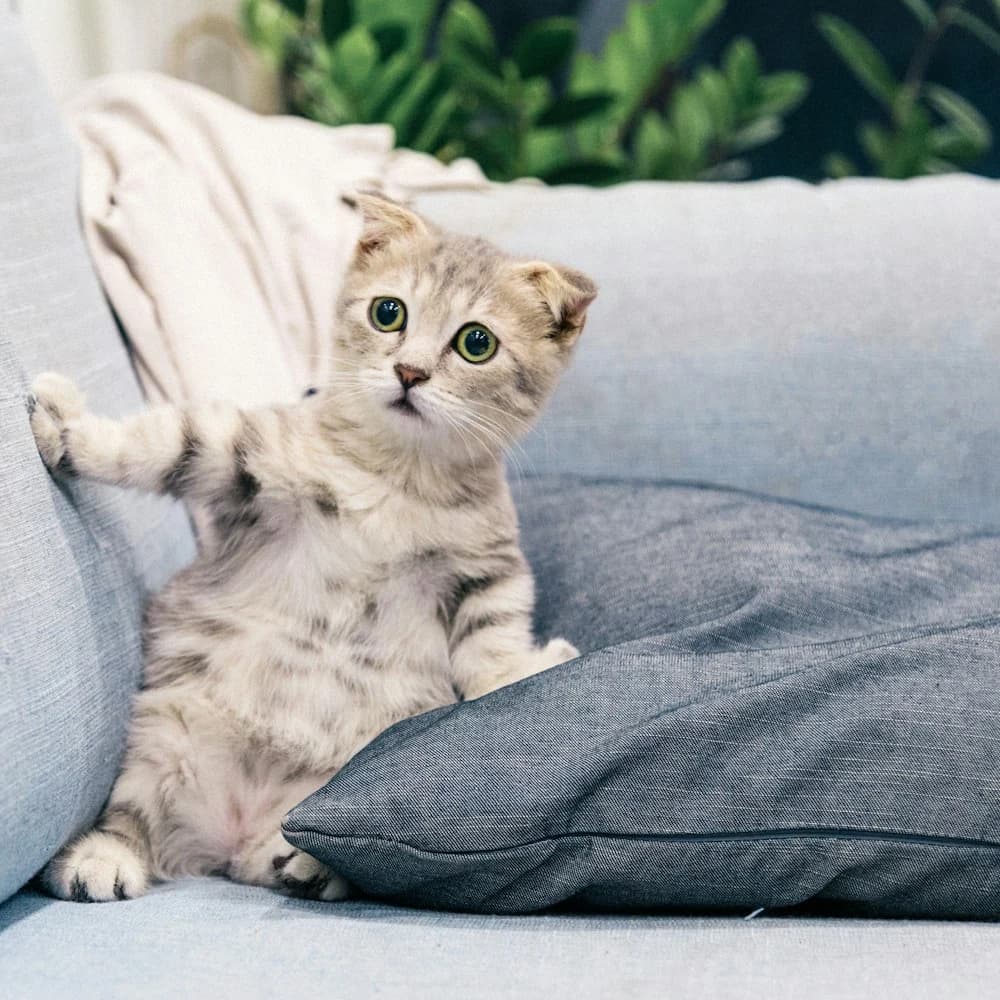 Kedi Otlu Peluş Fare 3'lü