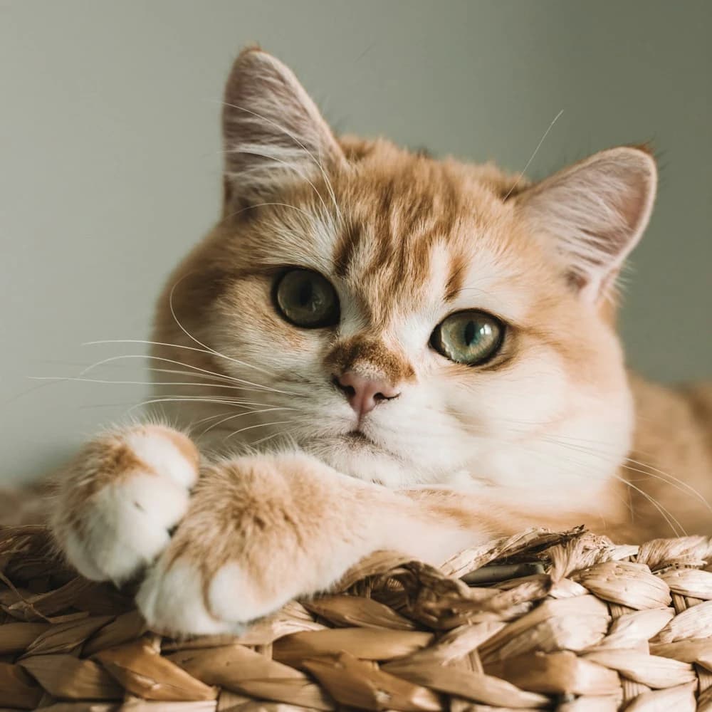 Hasır Kedi Sepeti