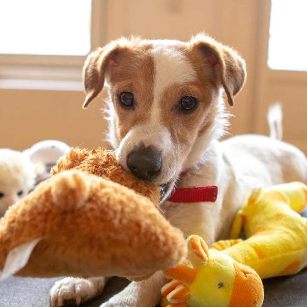 Peluş Ördek Köpek Oyuncağı